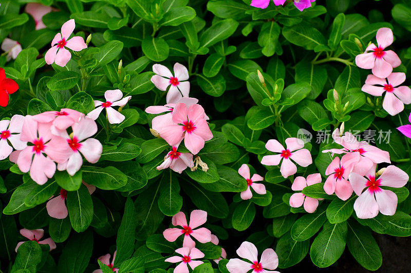 长春花/马达加斯加长春花